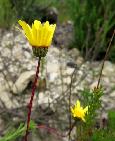 Ursinia anethoides leaves and flowerhead