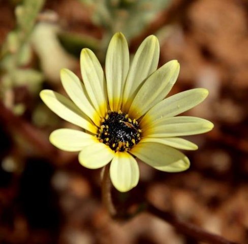 Ursinia