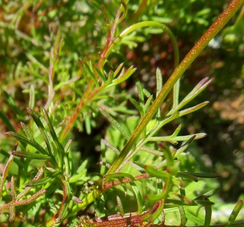 Ursinia anthemoides leaves