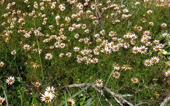 Ursinia anthemoides team performance