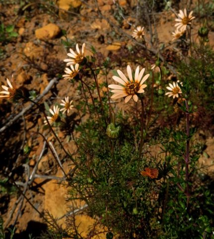 Ursinia anthemoides