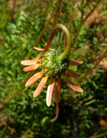 Ursinia anthemoides involucre