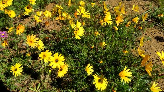 Ursinia cakilefolia