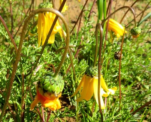 Ursinia cakilefolia droopy heads