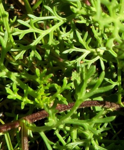 Ursinia cakilefolia leaves
