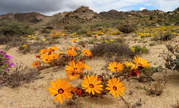 Ursinia calenduliflora