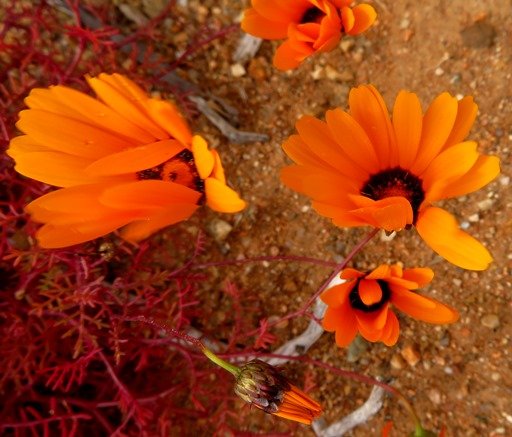 Ursinia calenduliflora bashful daisies