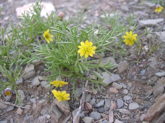 Ursinia nana subsp. nana