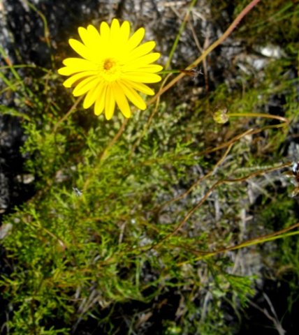 Ursinia nudicaulis