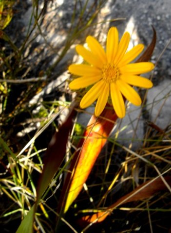 Ursinia paleacea