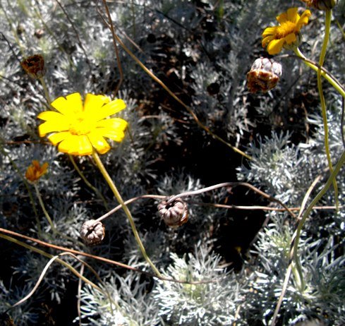 Ursinia sericea