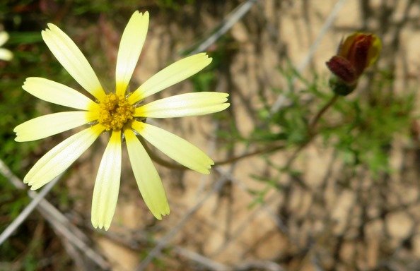 Ursinia speciosa flowerhead