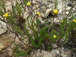 Ursinia anethoides