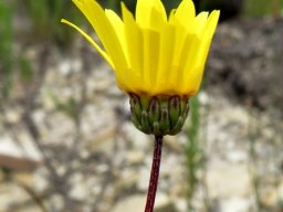 Ursinia anethoides outside of the head