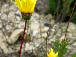 Ursinia anethoides leaves and flowerhead