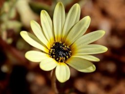 Ursinia