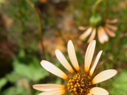Ursinia anthemoides flowerhead