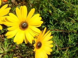 Ursinia cakilefolia glossy-eyed flowerheads