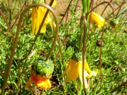 Ursinia cakilefolia droopy heads