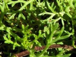 Ursinia cakilefolia leaves