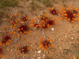 Ursinia calenduliflora not covering their land allocation