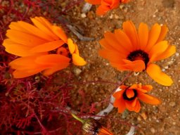 Ursinia calenduliflora bashful daisies