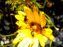 Ursinia dentata busy flower