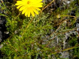 Ursinia nudicaulis