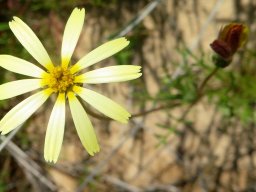 Ursinia speciosa flowerhead