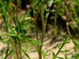 Ursinia speciosa leaves