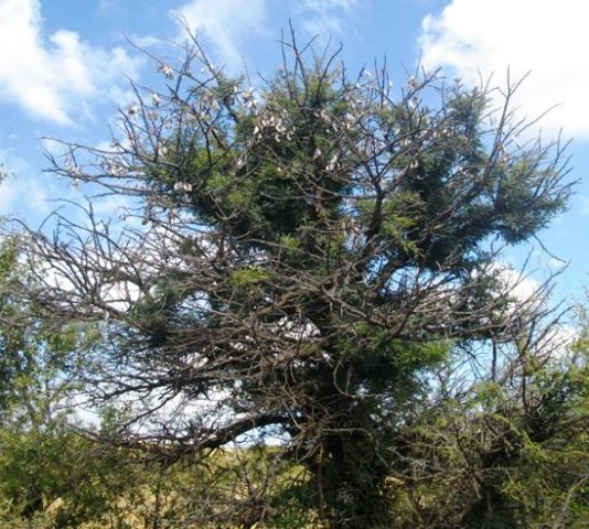 Vachellia erioloba