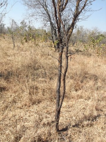 Vachellia exuvialis lower stem