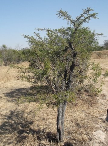 Vachellia gerrardii subsp. gerrardii