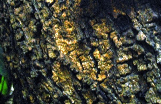 Vachellia karroo bark