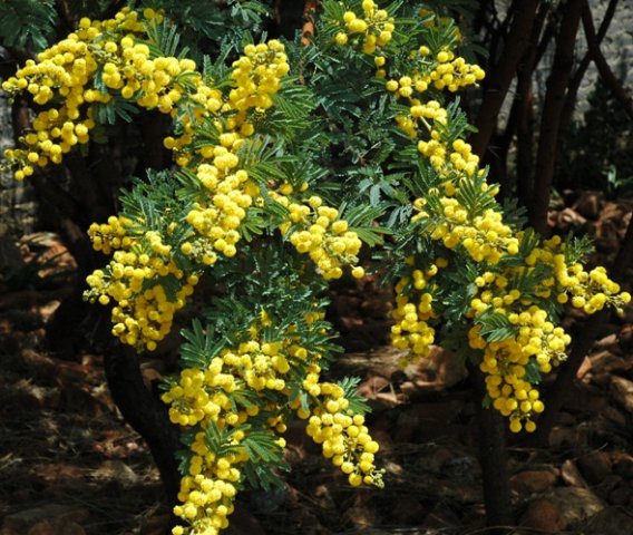 Vachellia karroo in flower at Hartebeespoort Dam