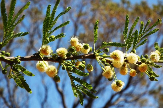 Vachellia robusta subsp. robusta flowers at Silkaatsnek