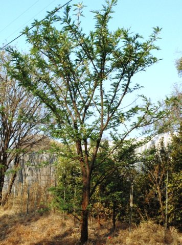 Vachellia robusta subsp. robusta