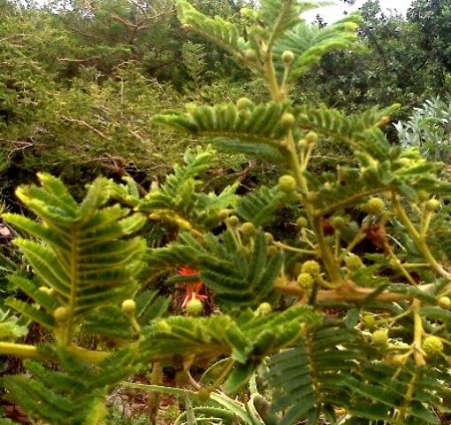 Vachellia sieberiana var. woodii budding in spring