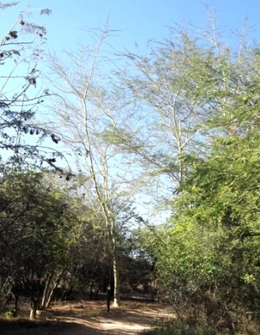 Vachellia xanthophloea