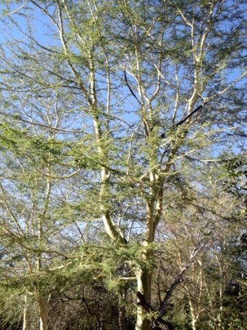 Vachellia xanthophloea more branch than foliage
