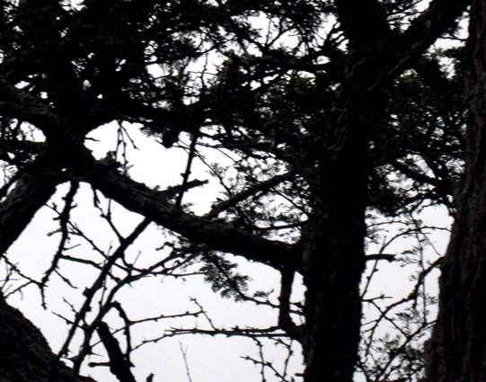 Vachellia erioloba owl bedroom
