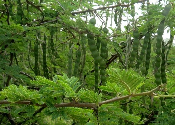 Vachellia karroo ample fruit production