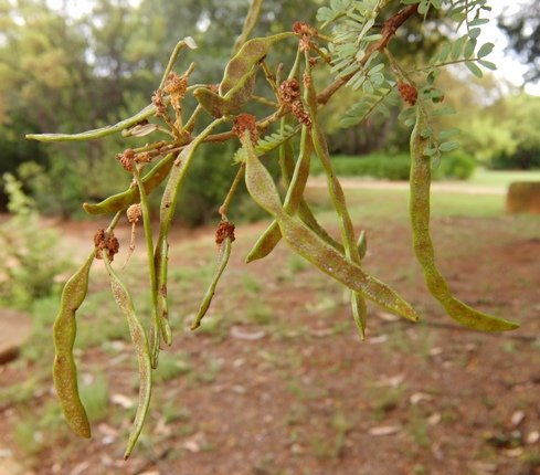 Vachellia karroo fruit pods