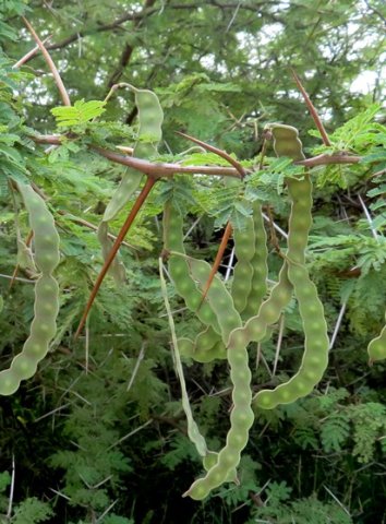Vachellia karroo young spines not white