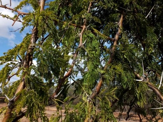 Vachellia nilotica