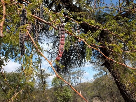 Vachellia