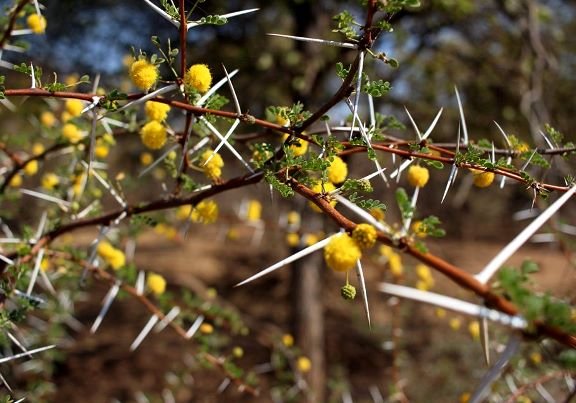 Vachellia permixta