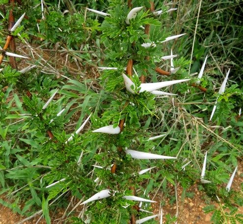 Vachellia robusta subs. robusta spines