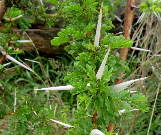 Vachellia robusta subs. robusta leaves