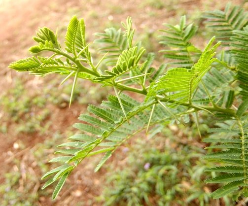 Vachellia sieberiana var. woodii stem tip